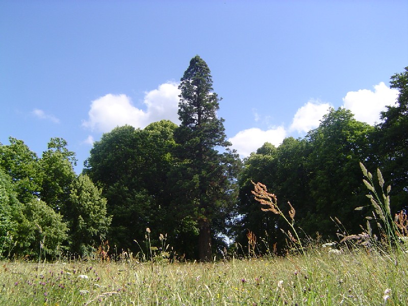 Séquoia géant à l'entrée du parc
