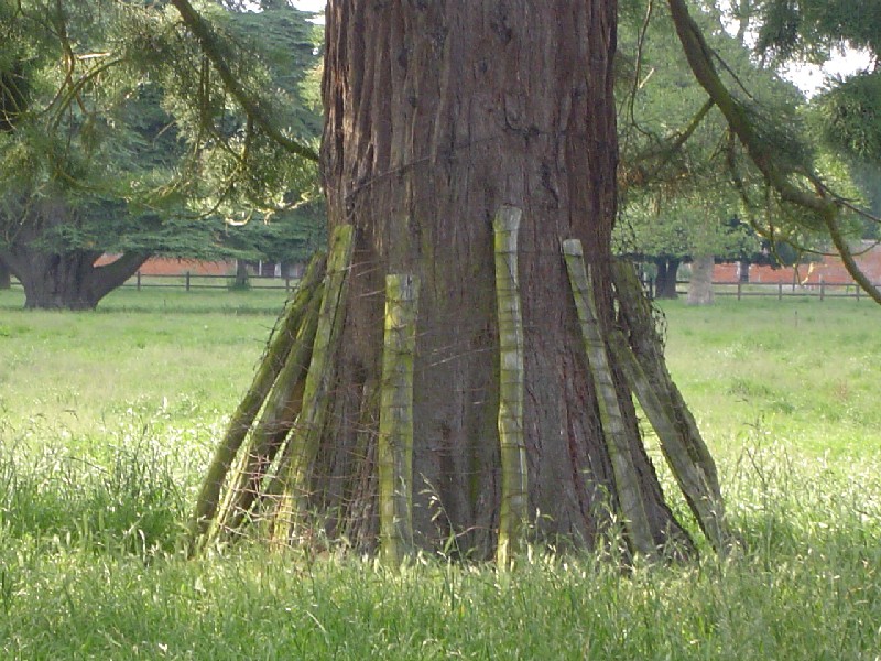 Séquoia géant et sa protection
