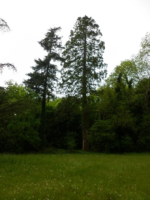 Séquoia géant parc du Château