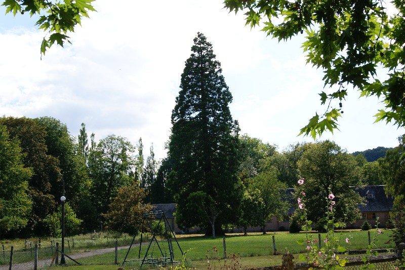 Séquoia géant au Château du Kinnor