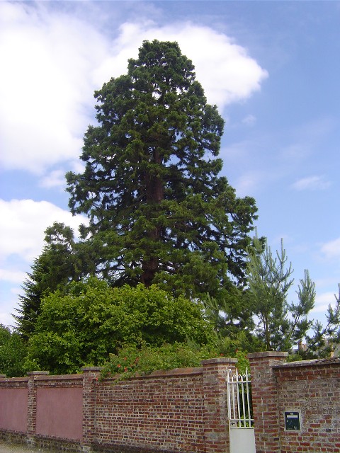 Séquoia géant Couvent des Capucins