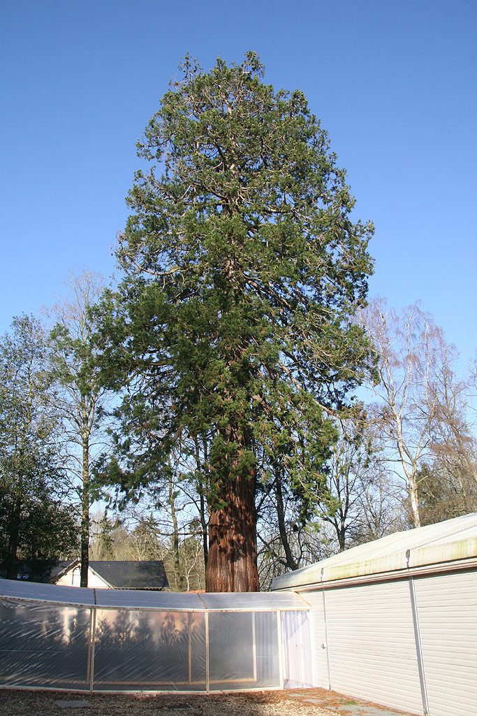 Séquoia géant à Forges les Eaux le Manoir