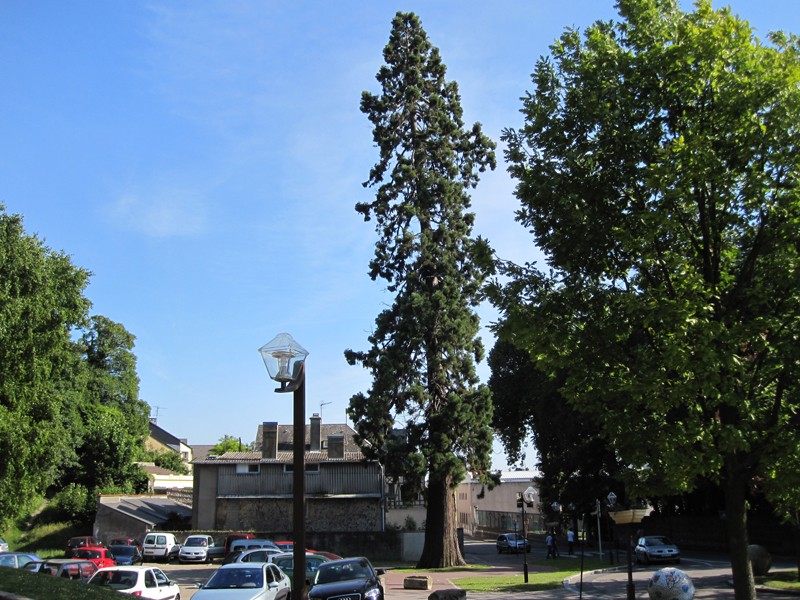 Séquoia géant à Harfleur