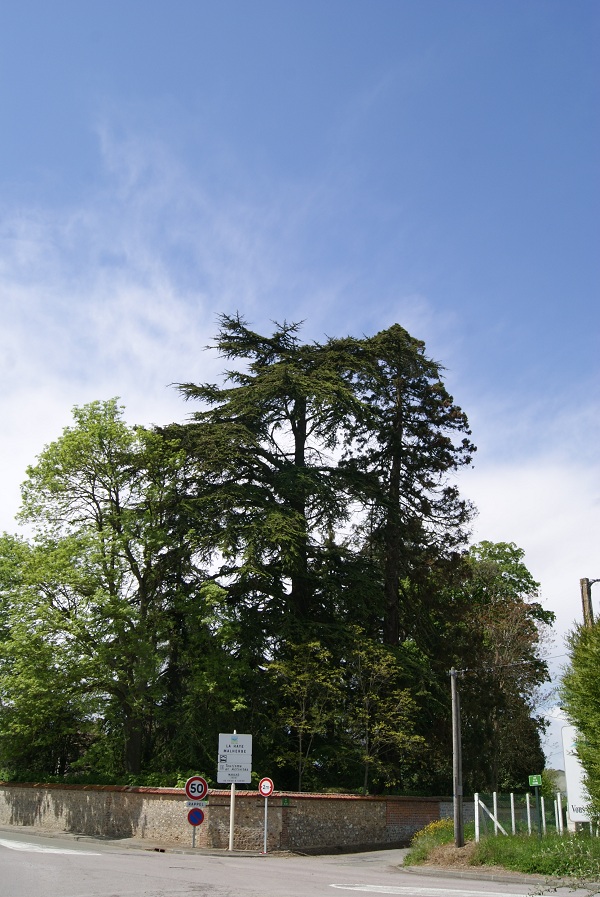 Séquoia géant à la Haye Malherbe