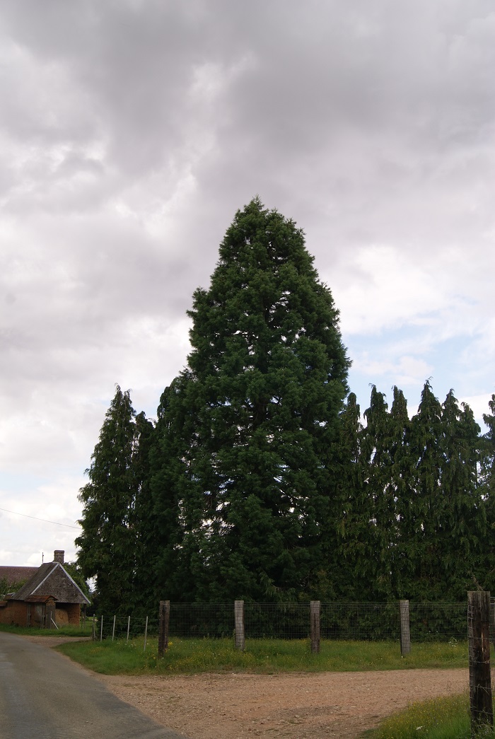 Séquoia géant à le Fidelaire