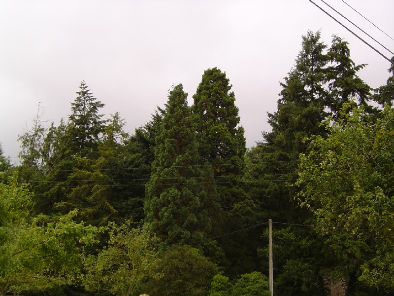 Séquoias géants  Les Forges
