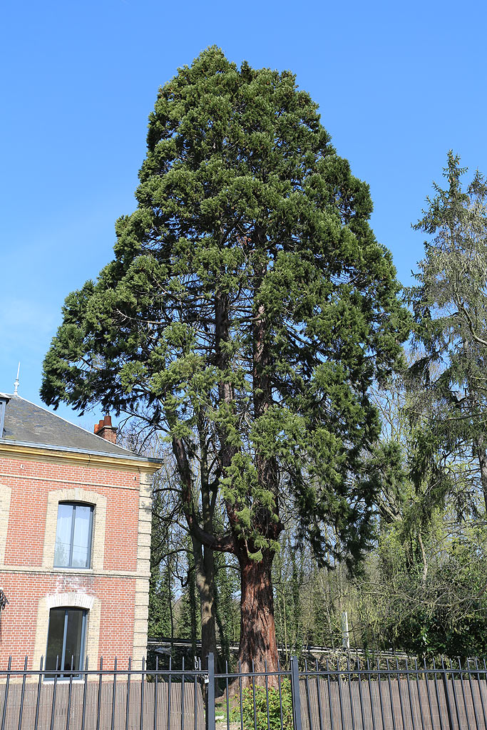 Séquoias géants à Louviers