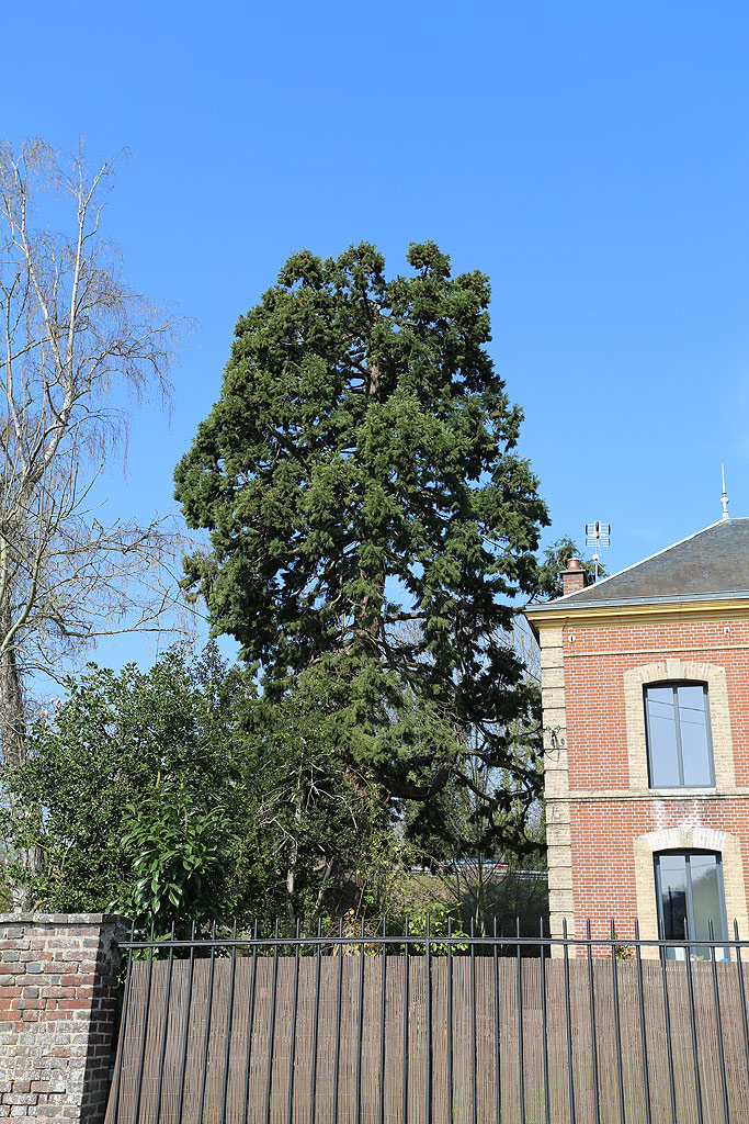 Séquoias géants à Louviers