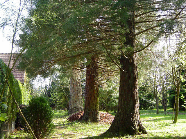 Séquoias géants à Marolles © Eric Touya