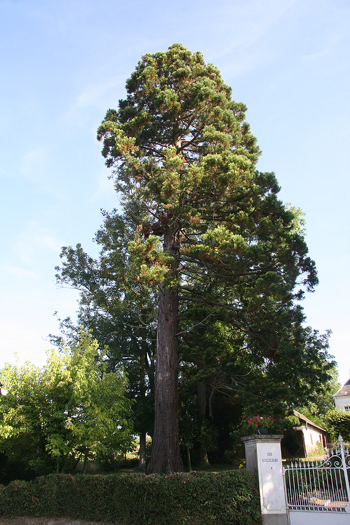 Séquoia géant à Mesnières en Bray