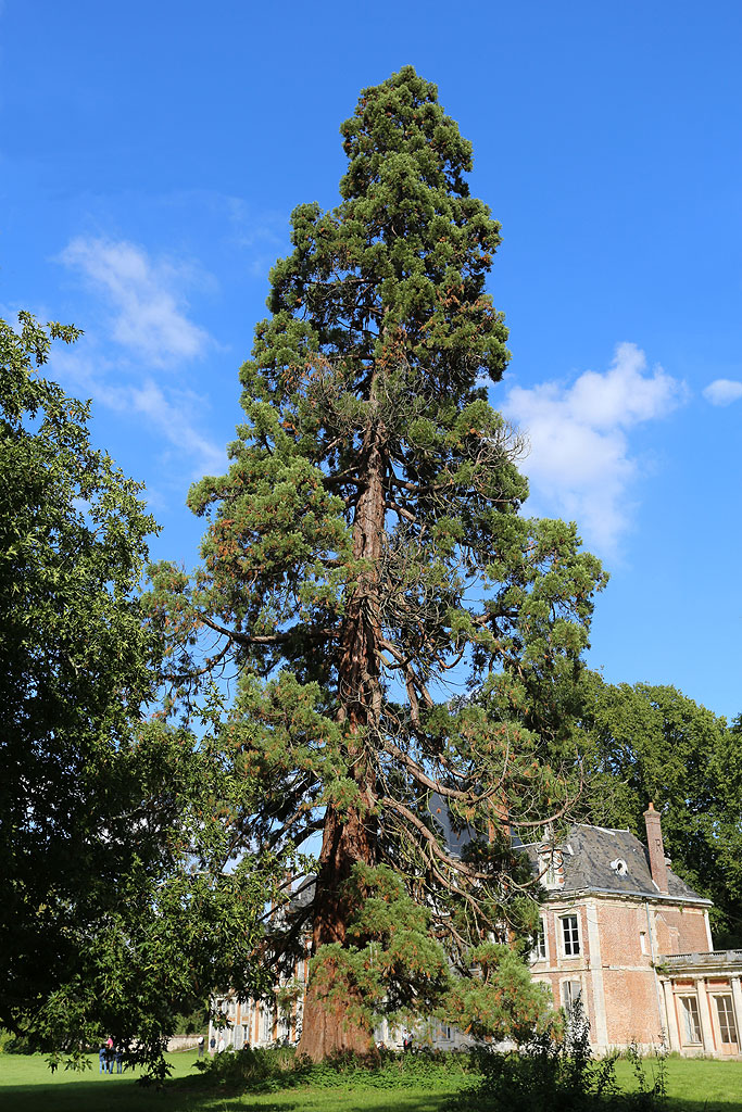 Séquoia géant à Pinterville