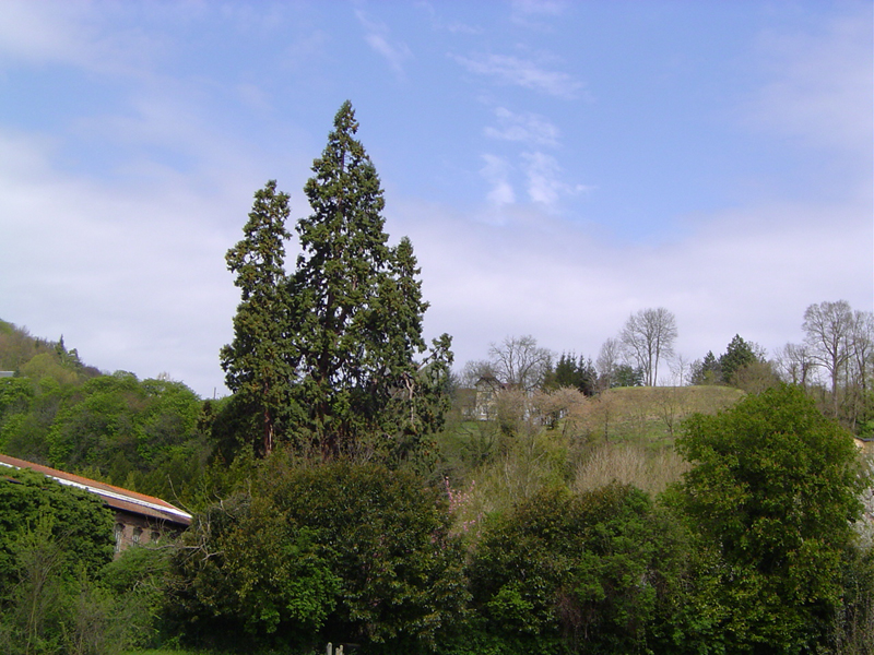 Séquoia géant à Pont-Audemer