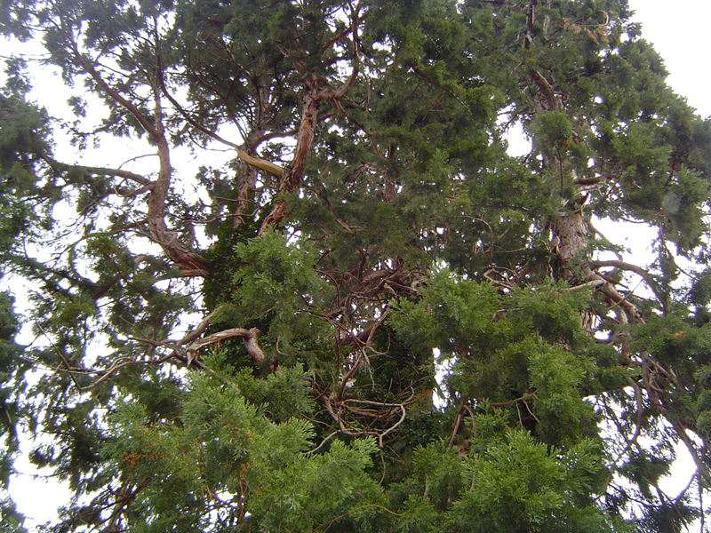 Séquoia géant à Pont-Audemer