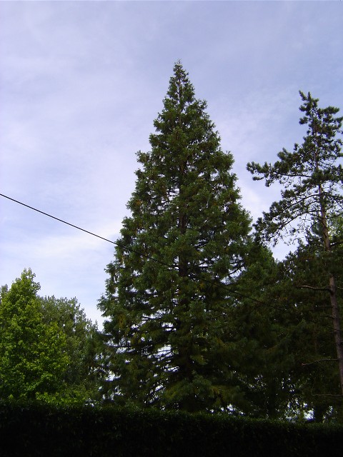 Séquoia géant à Pont Audemer route de Condé