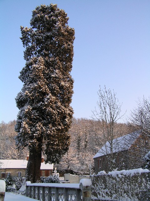 Séquoia géant sous la neige