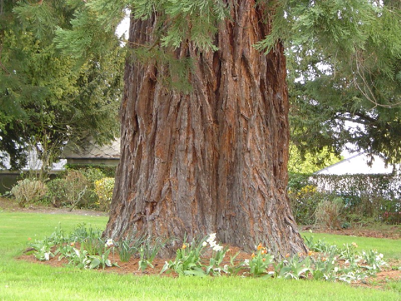 Séquoia géant à Pontorson