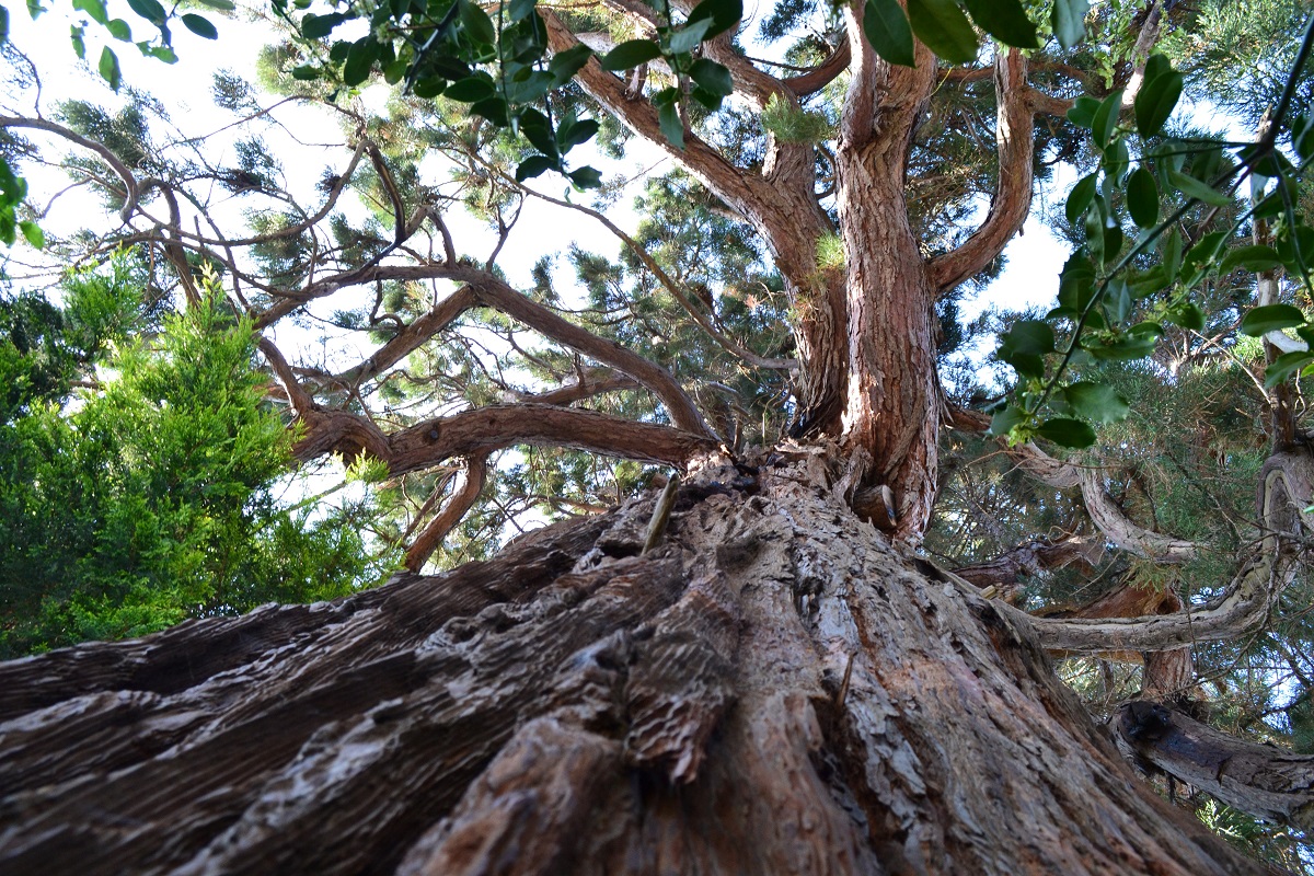 Séquoia géant à Rogerville