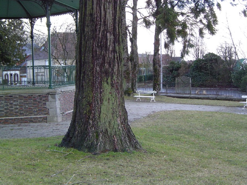 Séquoia géant jardin François Mitterand