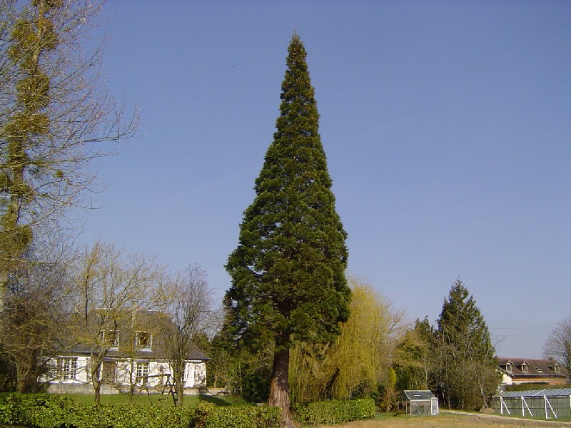 Séquoia géant à St Martin aux Chartrains
