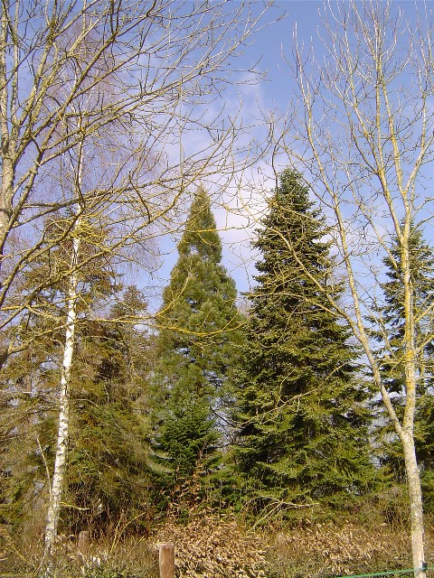 Séquoia géant à St Martin de Mieux