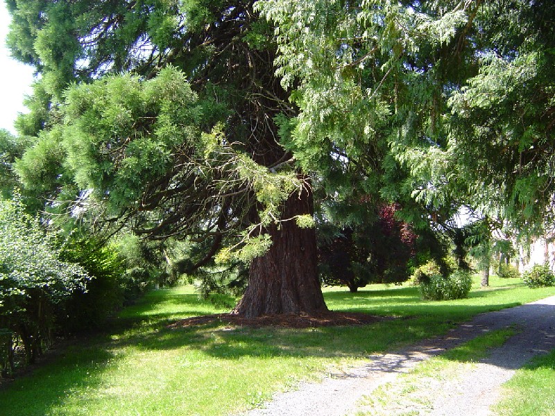 Séquoia géant à St Sanson de la Roque