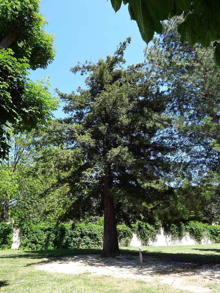 Séquoia sempervirens