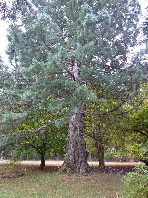 Séquoia géant à Aspremont la Garenne