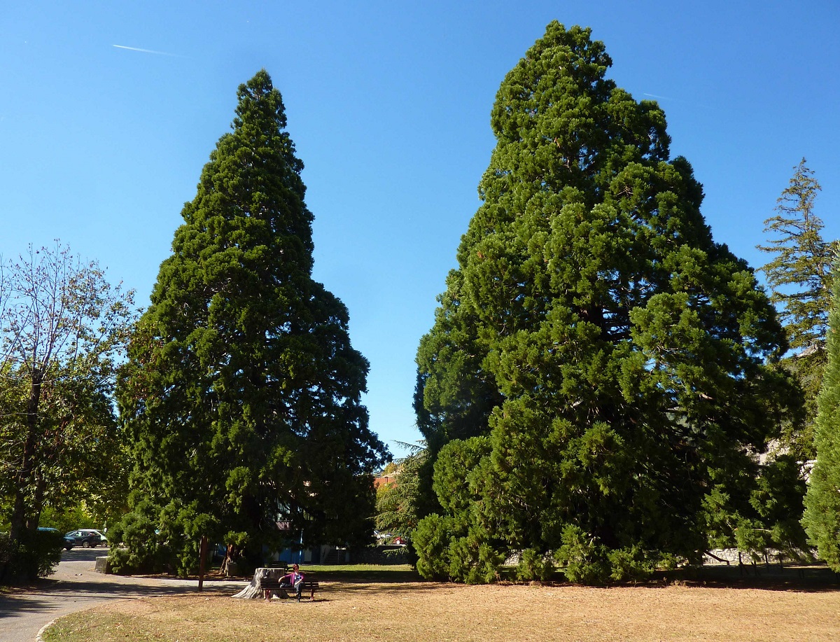 Le branchage du moins gros