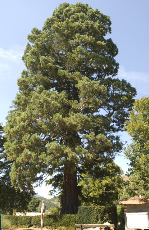 Séquoia géant à Barrême