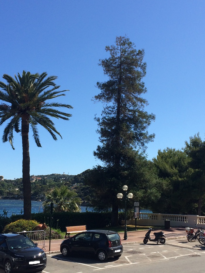 Séquoia sempervirens Beaulieu sur Mer