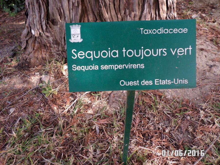 Séquoia sempervirens Beaulieu sur Mer