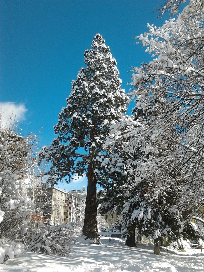 Séquoia géant à Briançon