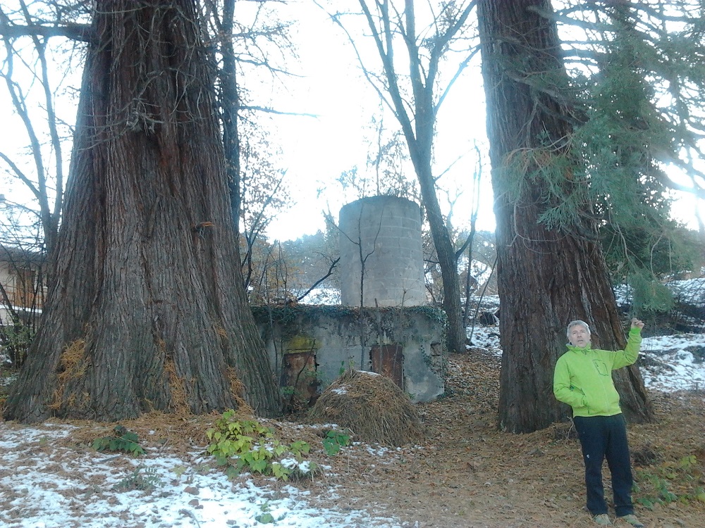 Séquoias géants à Crots