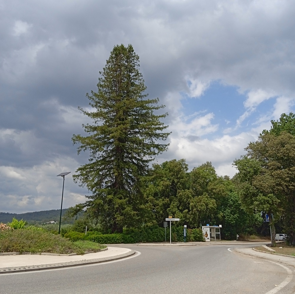 Séquoia sempervirens