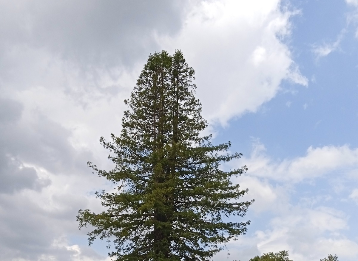 Séquoia sempervirens