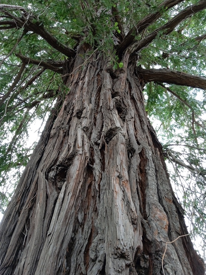 Séquoia sempervirens