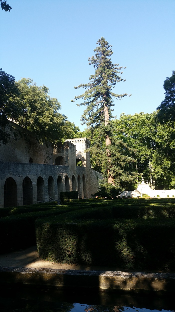 Séquoia sempervirens