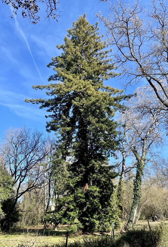 Séquoia sempervirens