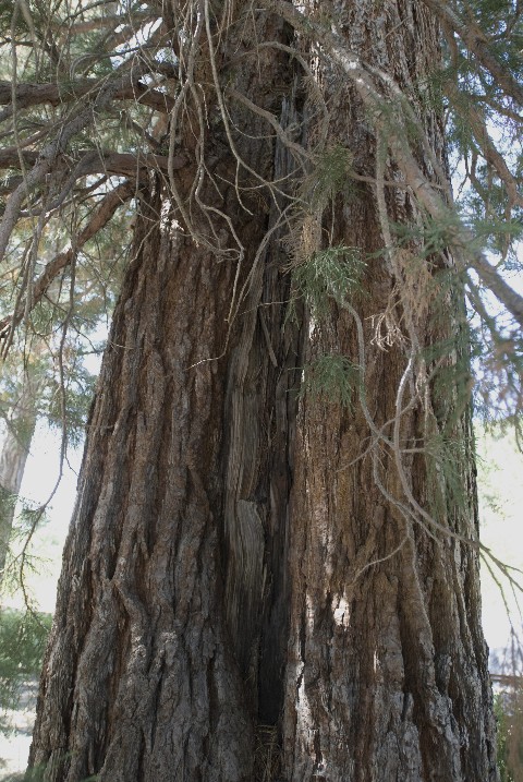 Séquoia géant double