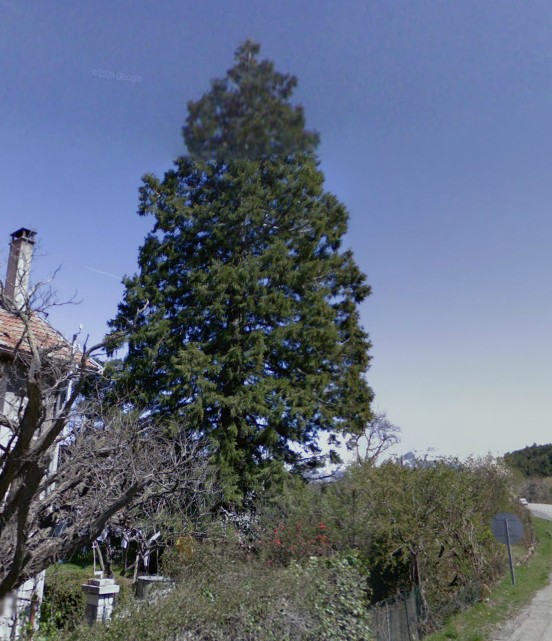 Séquoia géant à Montgardin