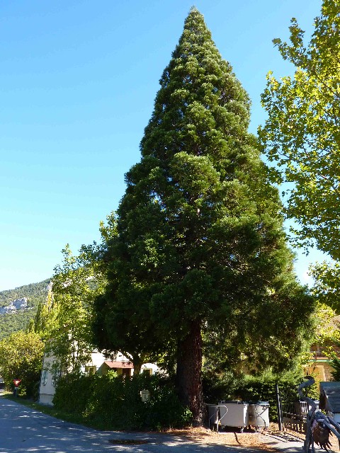 Séquoia géant du nord