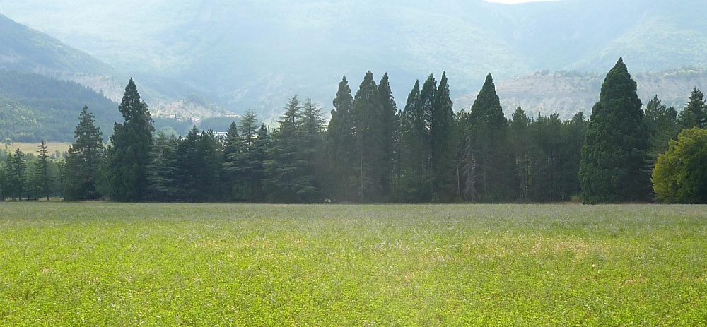 Séquoias géants à St Pierre d'Argençon