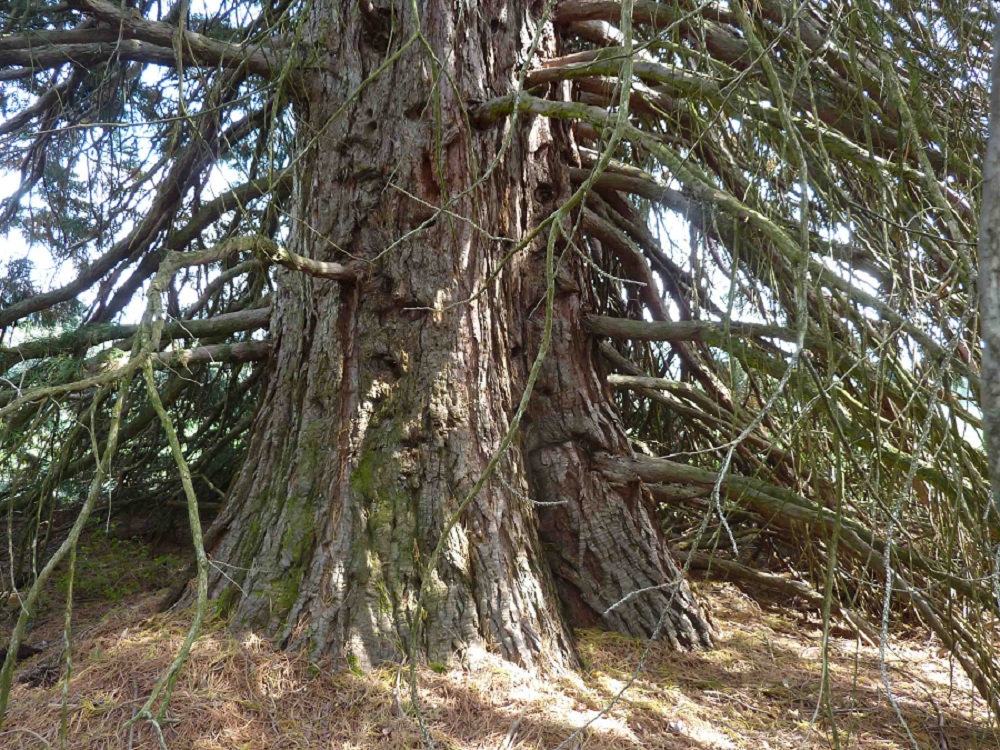 Tronc du séquoia géant 