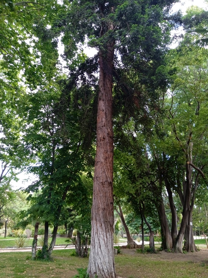 Séquoia sempervirens