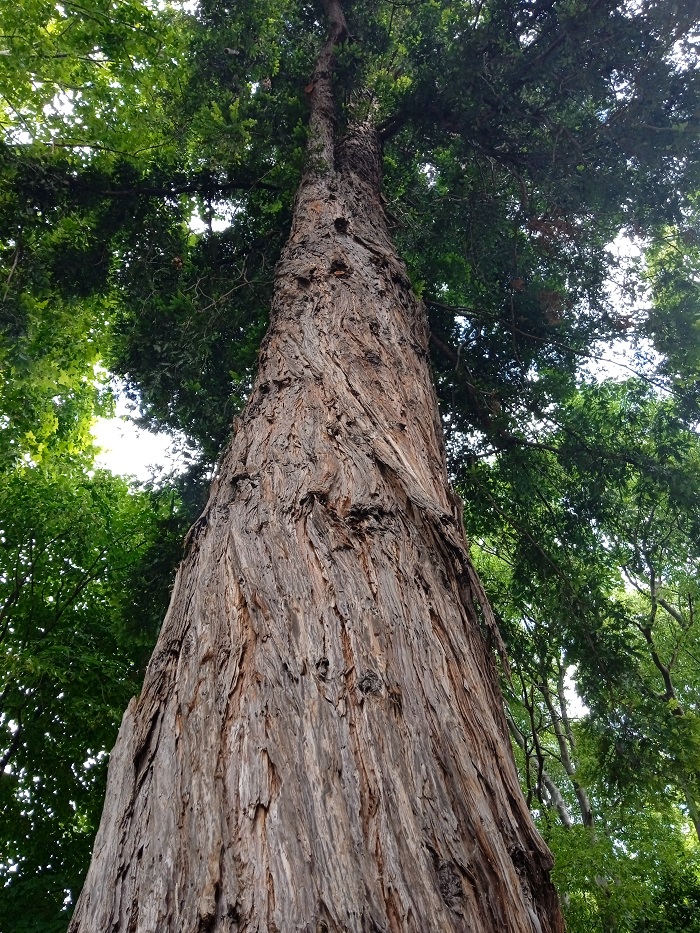 Séquoia sempervirens