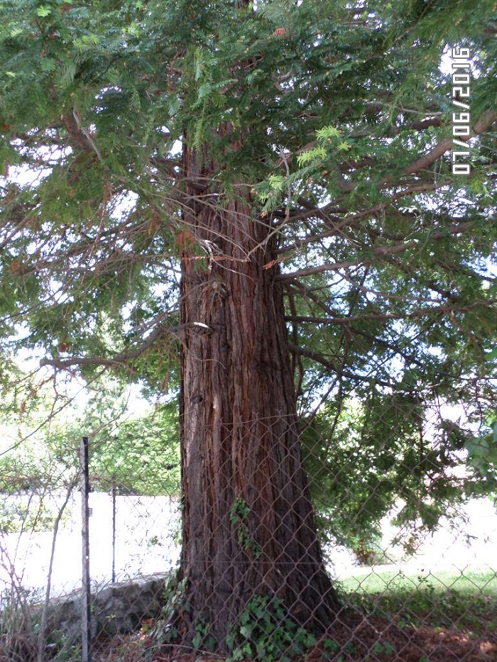 Séquoia sempervirens