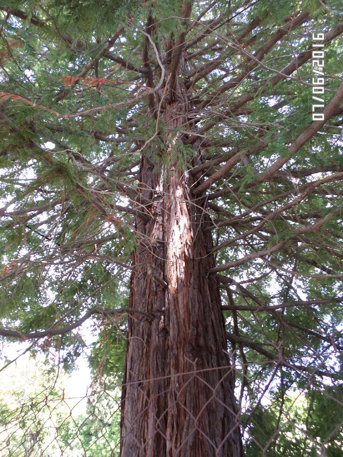 Séquoia sempervirens