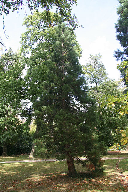 Séquoia géant, Parc Floral de Paris © Stéphane Sudre