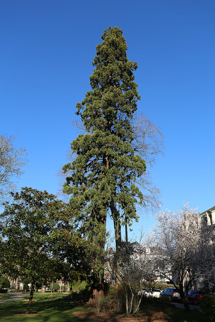 Séquoia géant à Beauvais