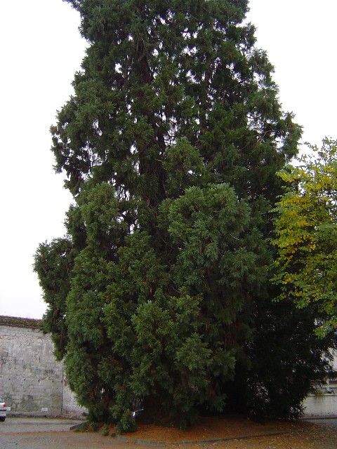 Séquoia géant à Beauvais